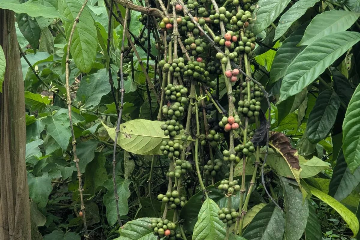 Quả cà phê chín trên cành