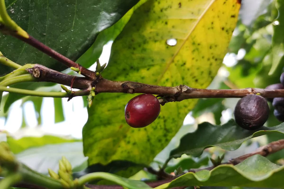 Quả cà phê chín đỏ