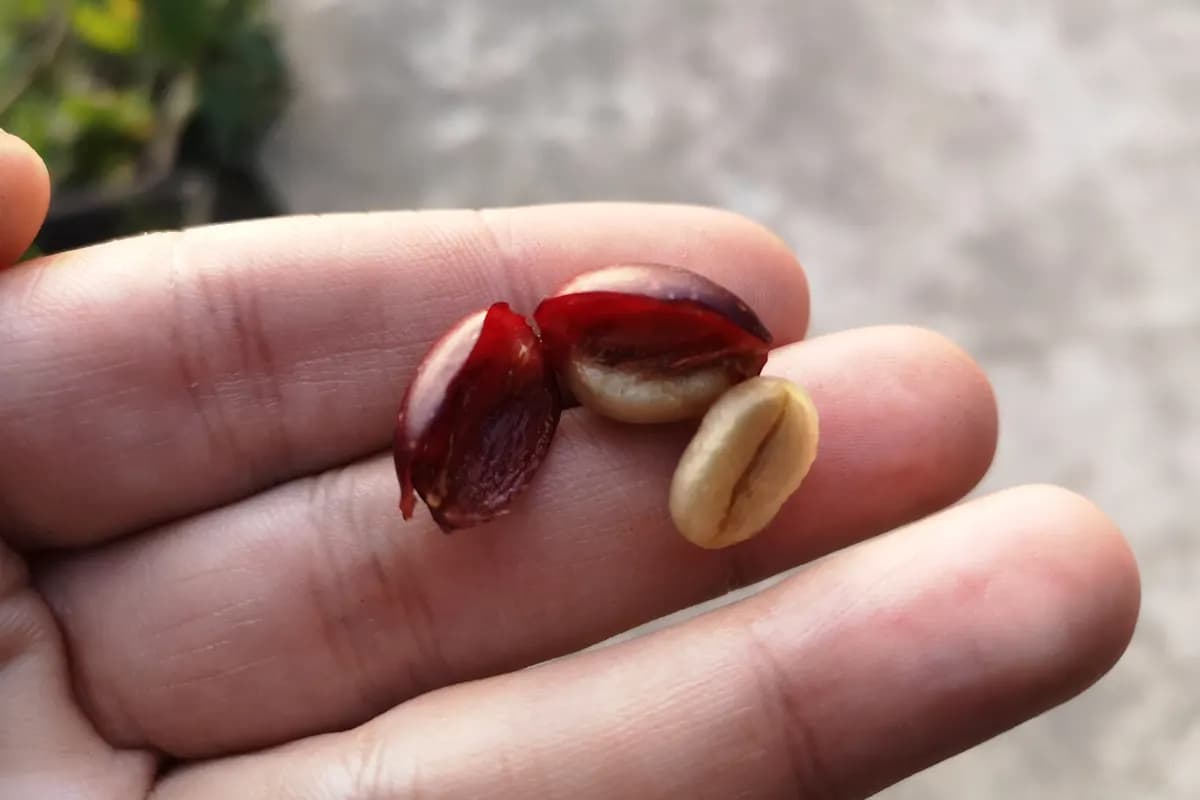 Hạt bên trong quả cà phê