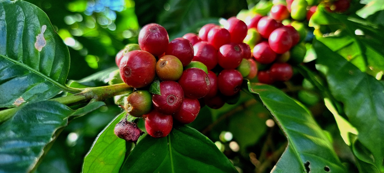 Quả cà phê tươi Tây Nguyên